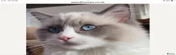 Ragdoll cats for sale: Flame and Seal point kittens  - Advert 10