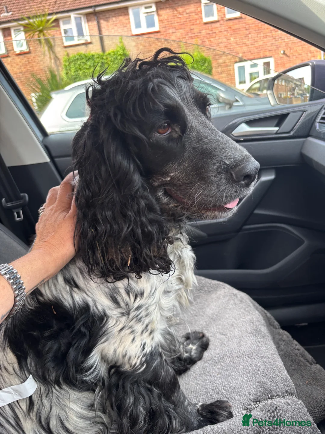 Cocker Spaniel dogs for sale: Adorable cocker spaniel pups  - Advert 2
