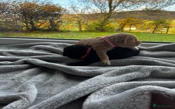 Cocker Spaniel dogs for sale: ✨ Cuddles Await from our Cocker Spaniel Pups  - Image 5