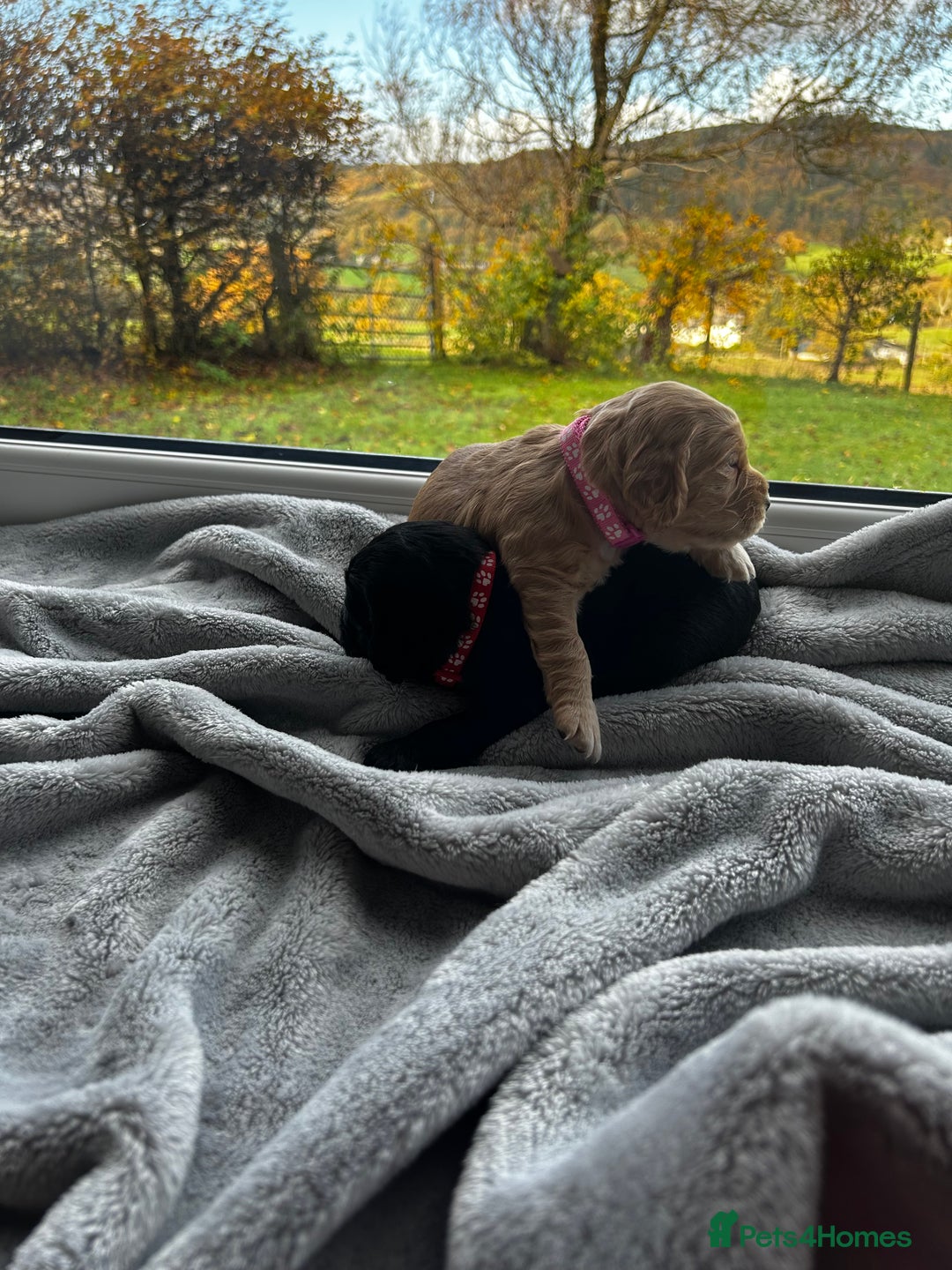 Cocker Spaniel dogs for sale: ✨ Cuddles Await from our Cocker Spaniel Pups  - Image 5