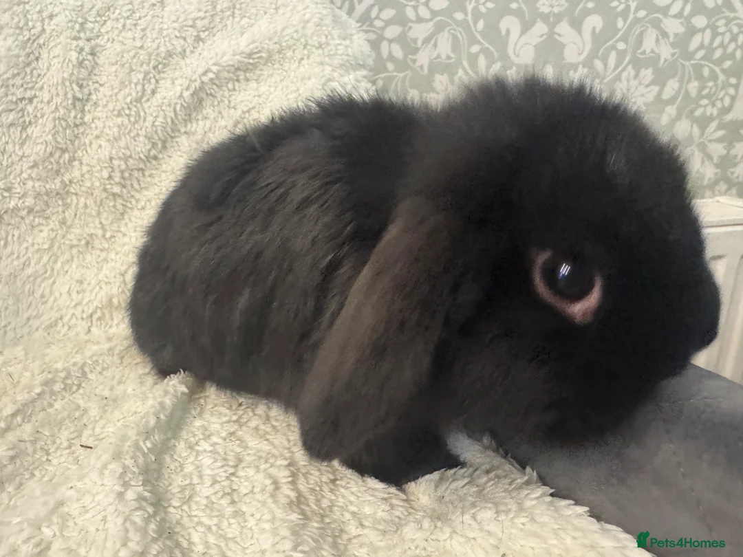 Mini Lop rabbits for sale: Mini Lop Bunnies-2 Boys Ready Now & more in 2 was - Advert 16