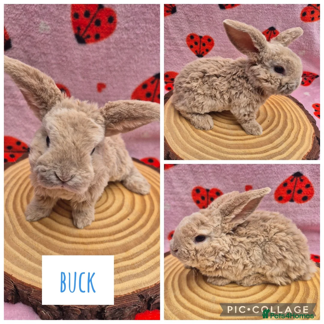 Mini Lop rabbits for sale: 🐇 READY TO RESERVE ❤️ 💙  - Advert 2