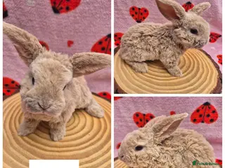 Mini Lop rabbits 🐇 READY TO RESERVE ❤️ 💙 - Advert 10