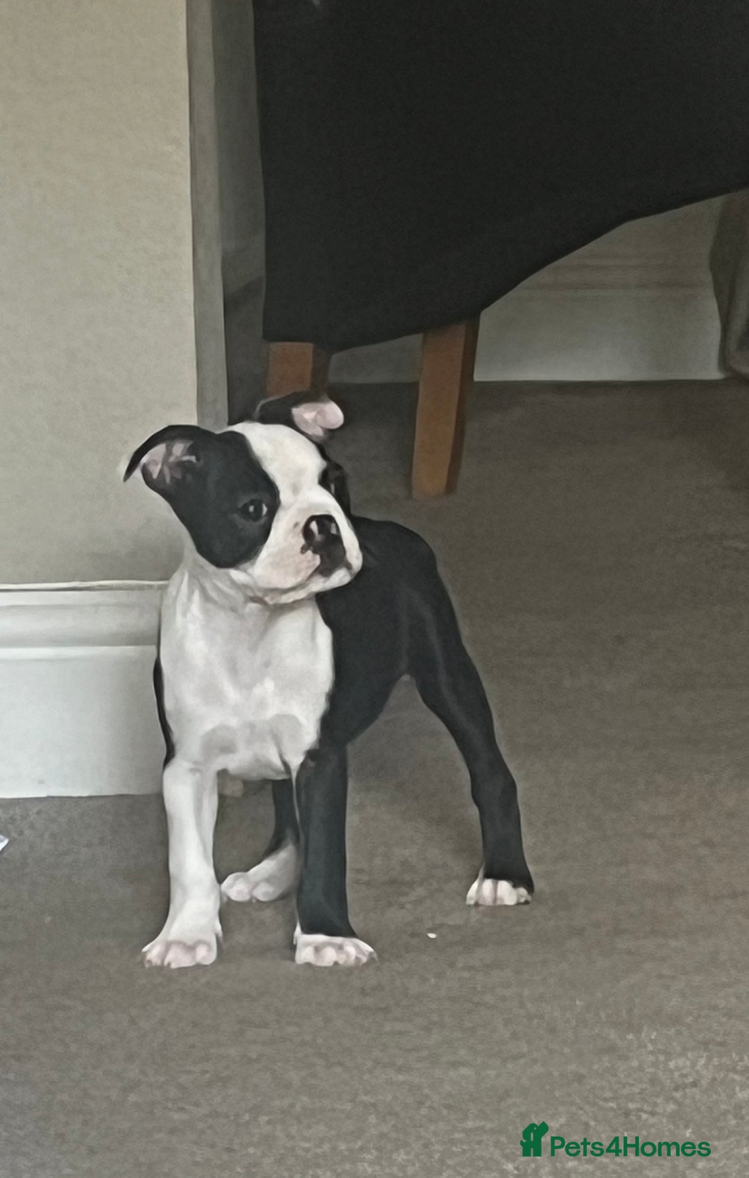 Boston Terrier dogs for sale: How is she the last puppy she’s perfect!  - Image 21