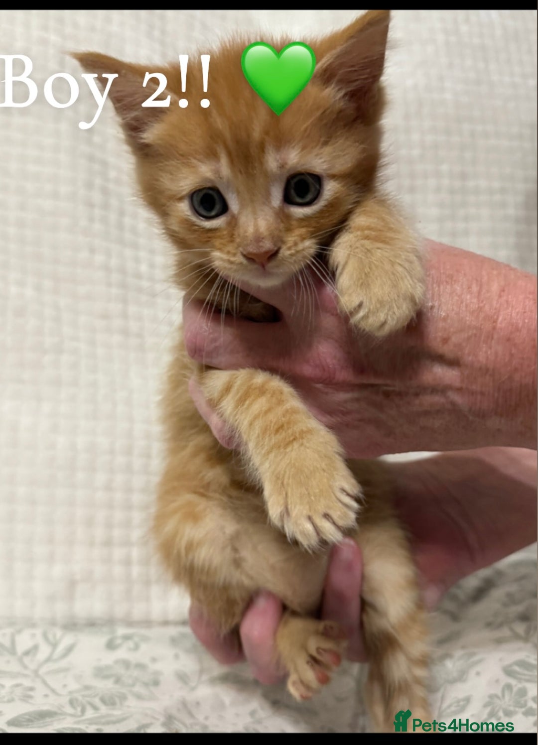 Maine Coon cats for sale: Gorgeous sweet half maine coons  - Advert 4