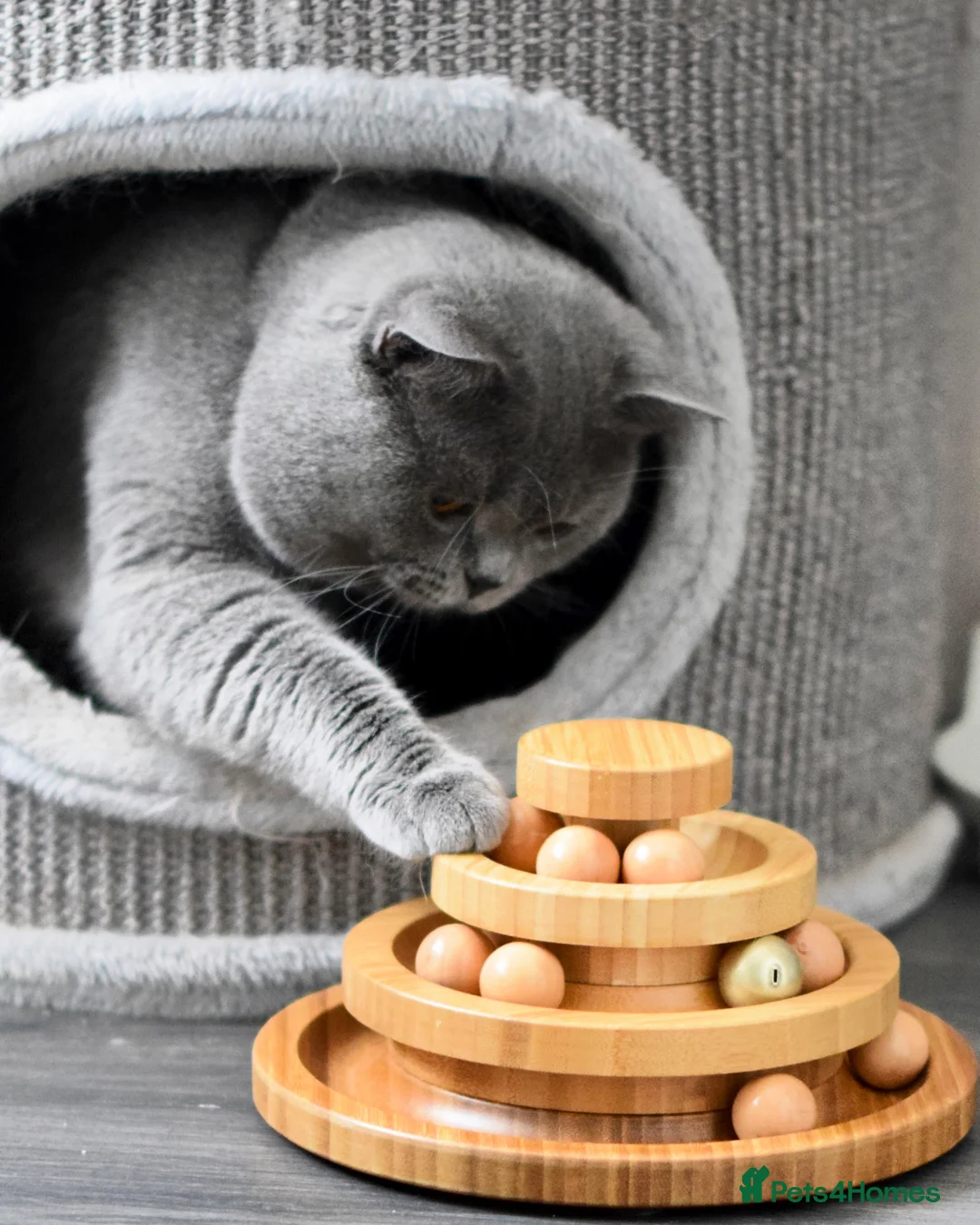 British Shorthair cats for stud: Amazing blue BSH in Corby - Advert 4