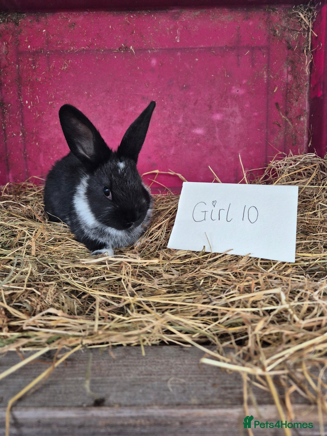 Mini Lop rabbits for sale: Bunnies looking for new homes - Advert 16