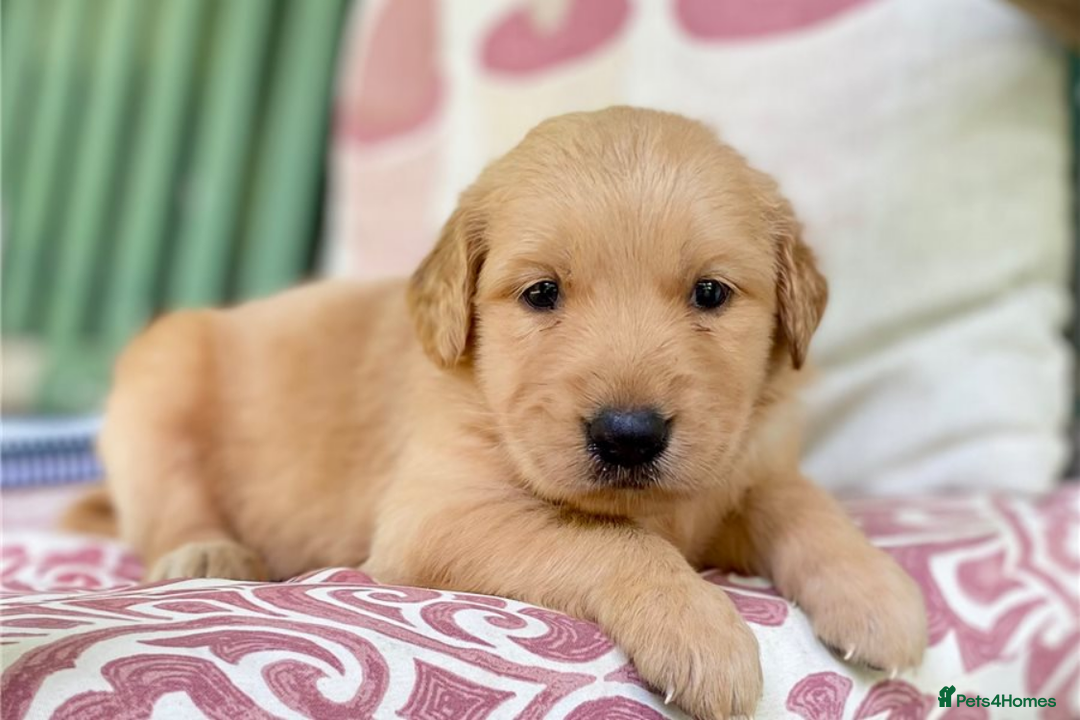 Golden Retriever dogs for sale: Beautiful Golden Retriever Puppies – Family Raised - Image 12