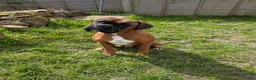 Boxer dogs for stud: 2 proved heath tested boxers for Stud - Advert 8