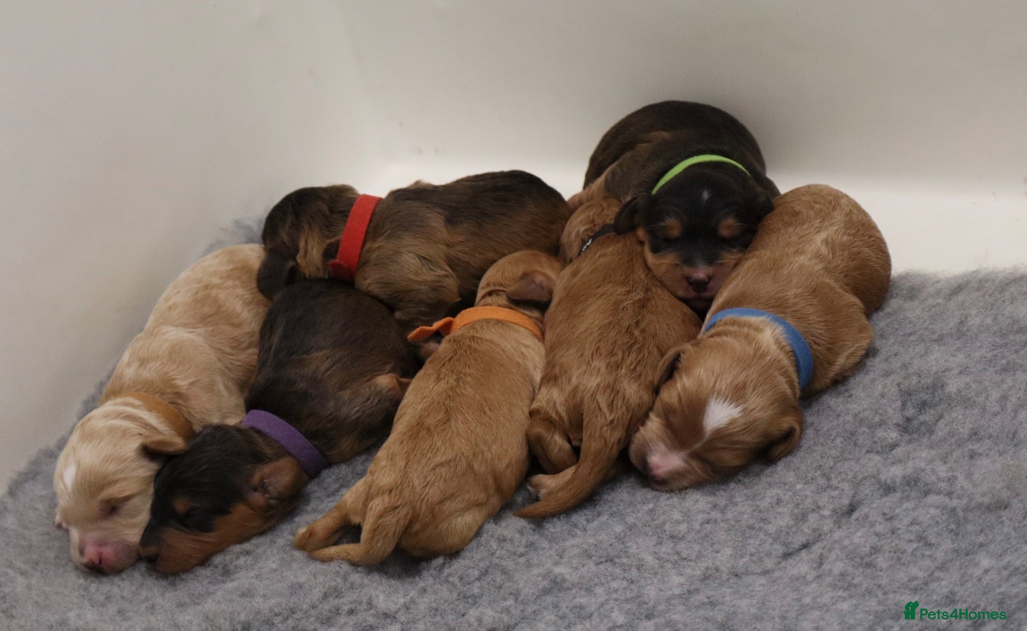 Cockapoo dogs ELITE COCKAPOOS 5* LICENSED BREEDER  - Advert 2