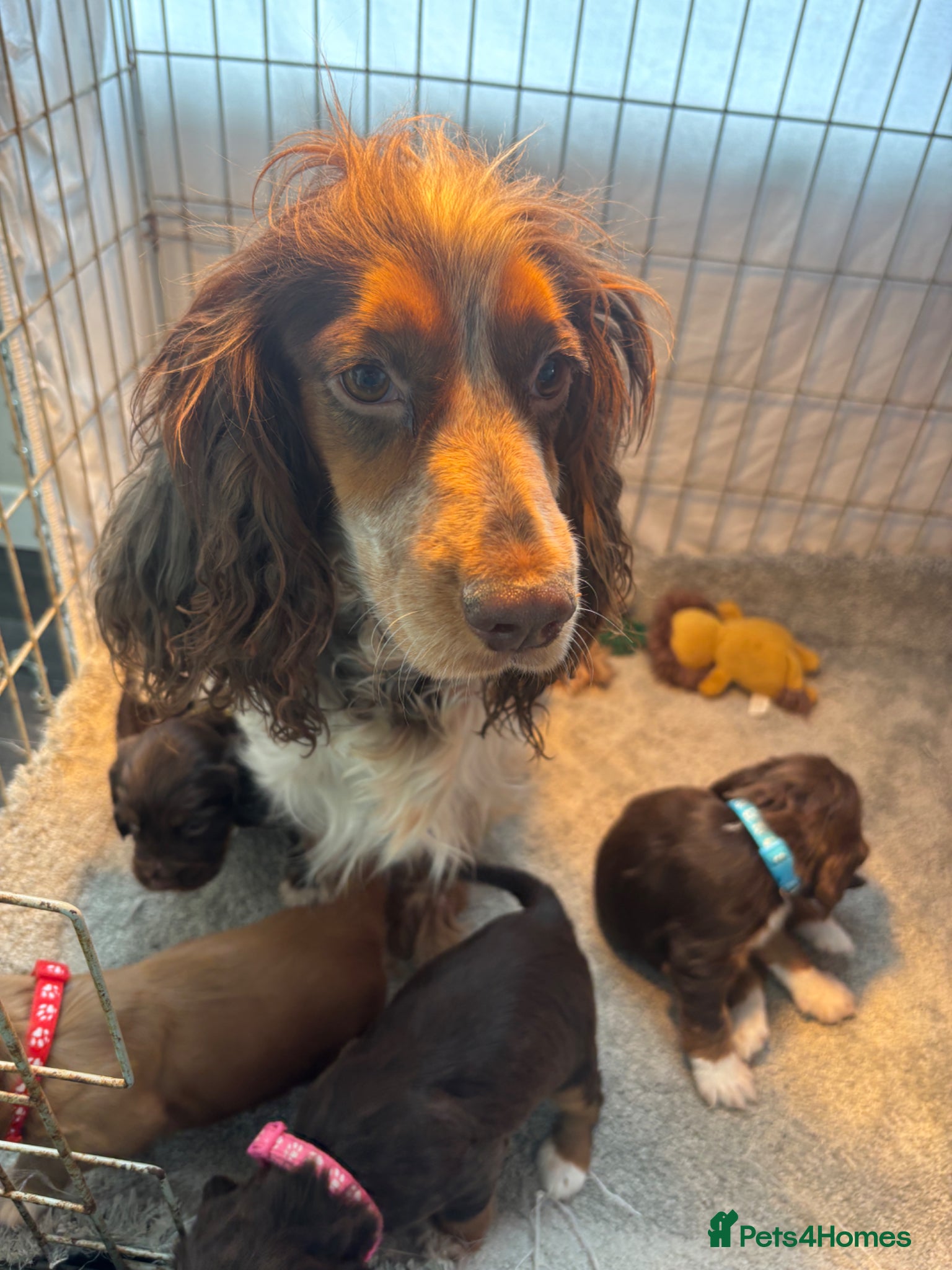 Cocker Spaniel dogs Stunning KC registered  - Advert 4