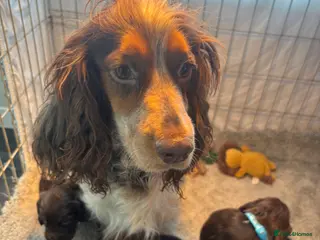 Cocker Spaniel dogs Stunning KC registered - Advert 11