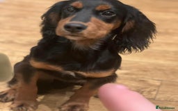 Cocker Spaniel dogs for stud: KC registered Champion bred working cocker  in Middlewich - Image 21