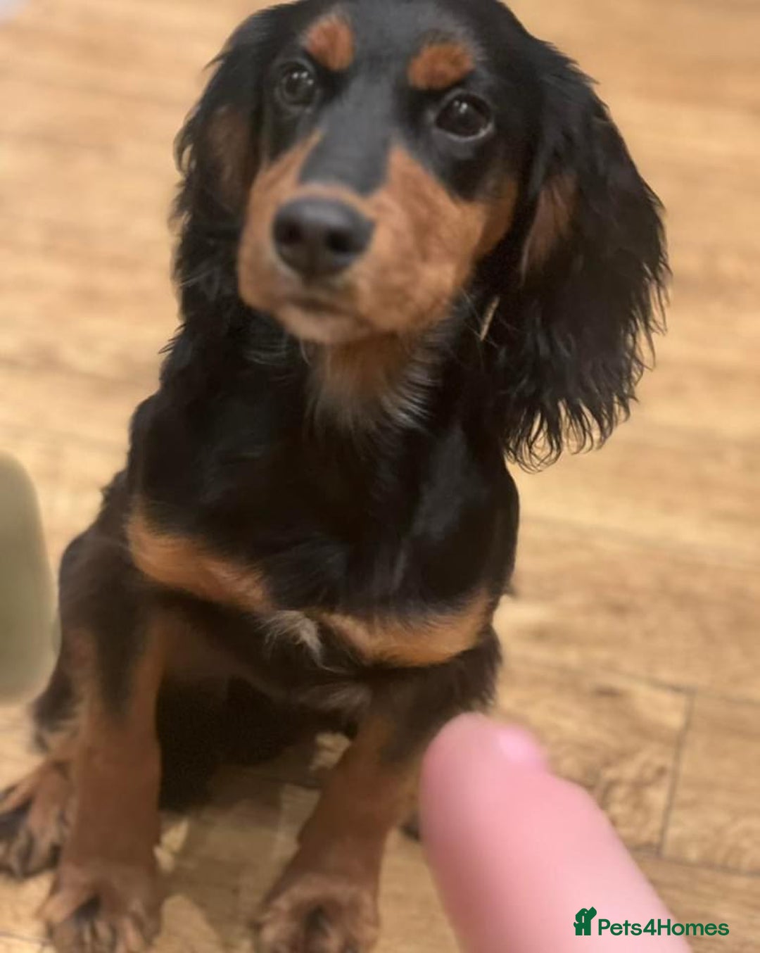 Cocker Spaniel dogs for stud: KC registered Champion bred working cocker  in Middlewich - Image 21