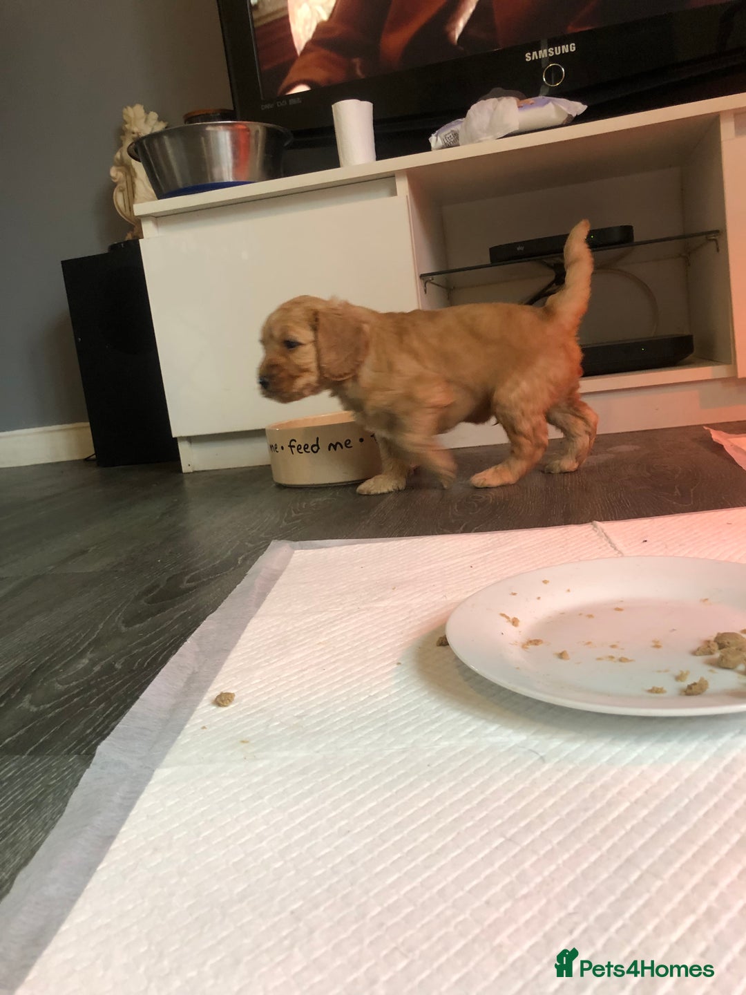 Cockapoo dogs for sale: Stunning cockapoo boys for sale  - Image 5