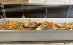 Mini Lop rabbits for sale: Mini lop babies for sale. Ready October 18th - Image 25