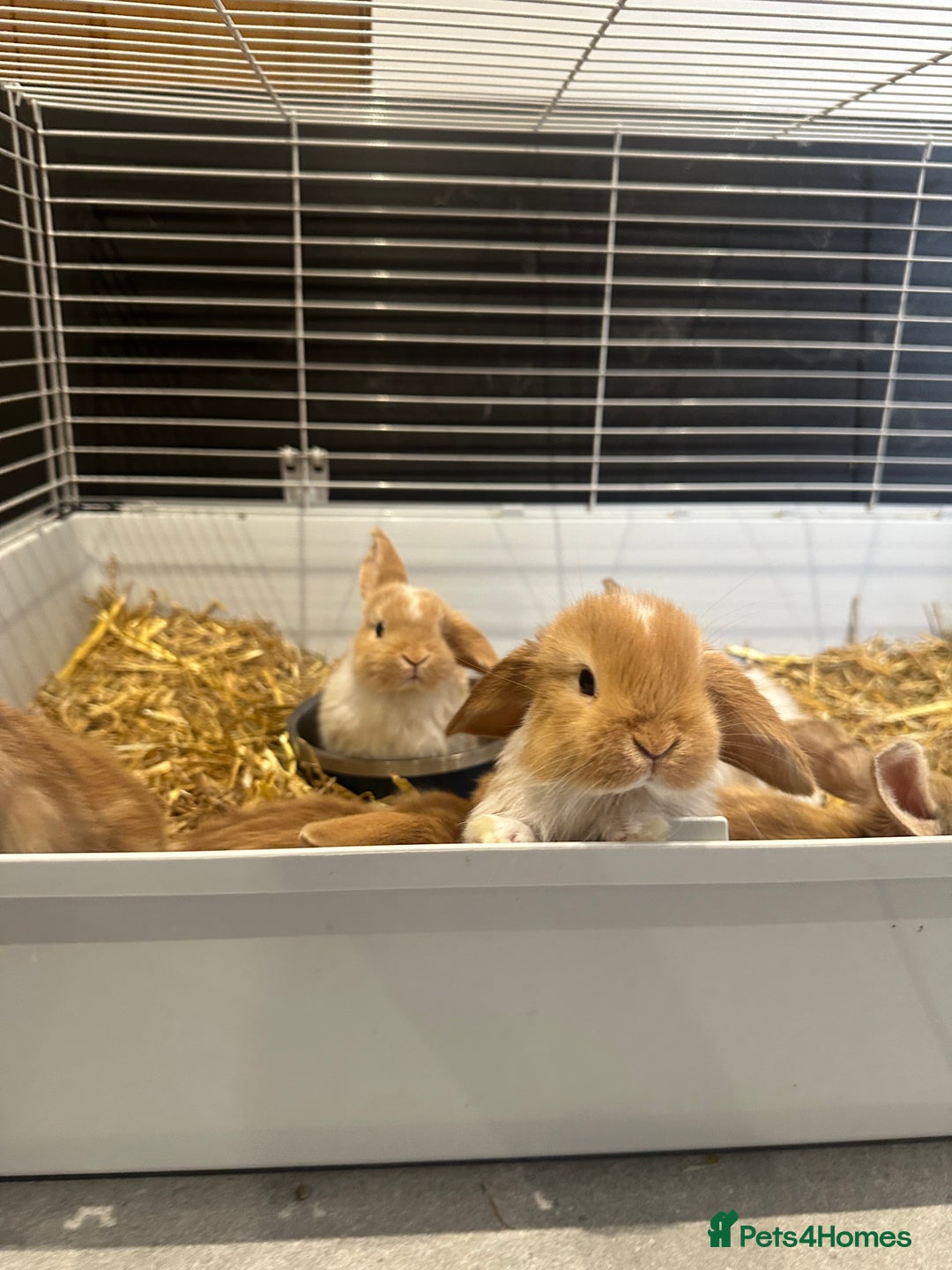 Mini Lop rabbits for sale: Mini lop babies for sale. Ready October 18th - Image 25