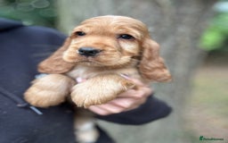 Cocker Spaniel dogs for sale: ALL GOLDEN 100% SHOW TYPE HEALTH TESTED PARENTS  - Image 20