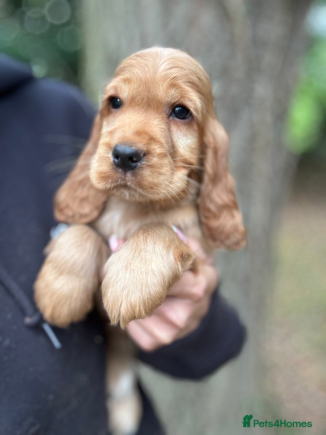 Cocker Spaniel dogs for sale: ALL GOLDEN 100% SHOW TYPE HEALTH TESTED PARENTS  - Image 20