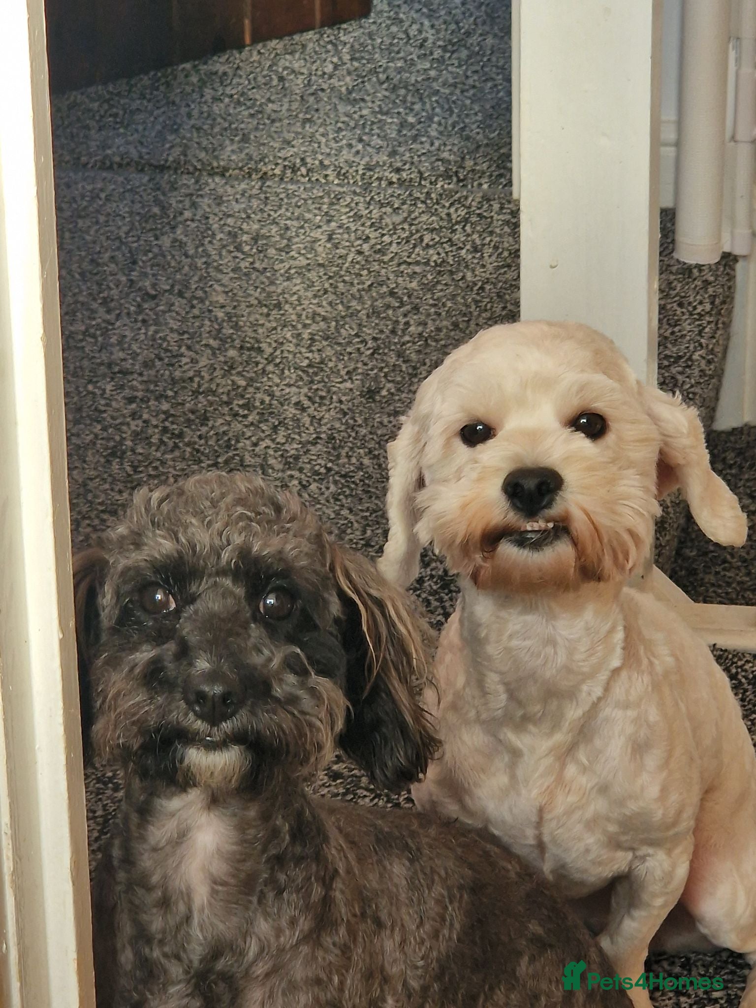 Shihpoo dogs Shihpoo pups for sale - Advert 13