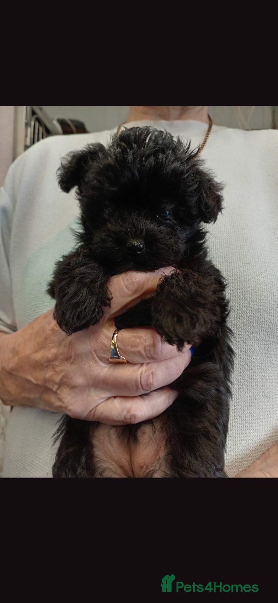 Yorkiepoo dogs Yorkiepoo pup for sale  - Advert 16
