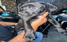 Mixed Breed dogs for sale: Half presa Canario X staffy - Image 3