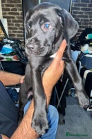 Mixed Breed dogs - Advert 9