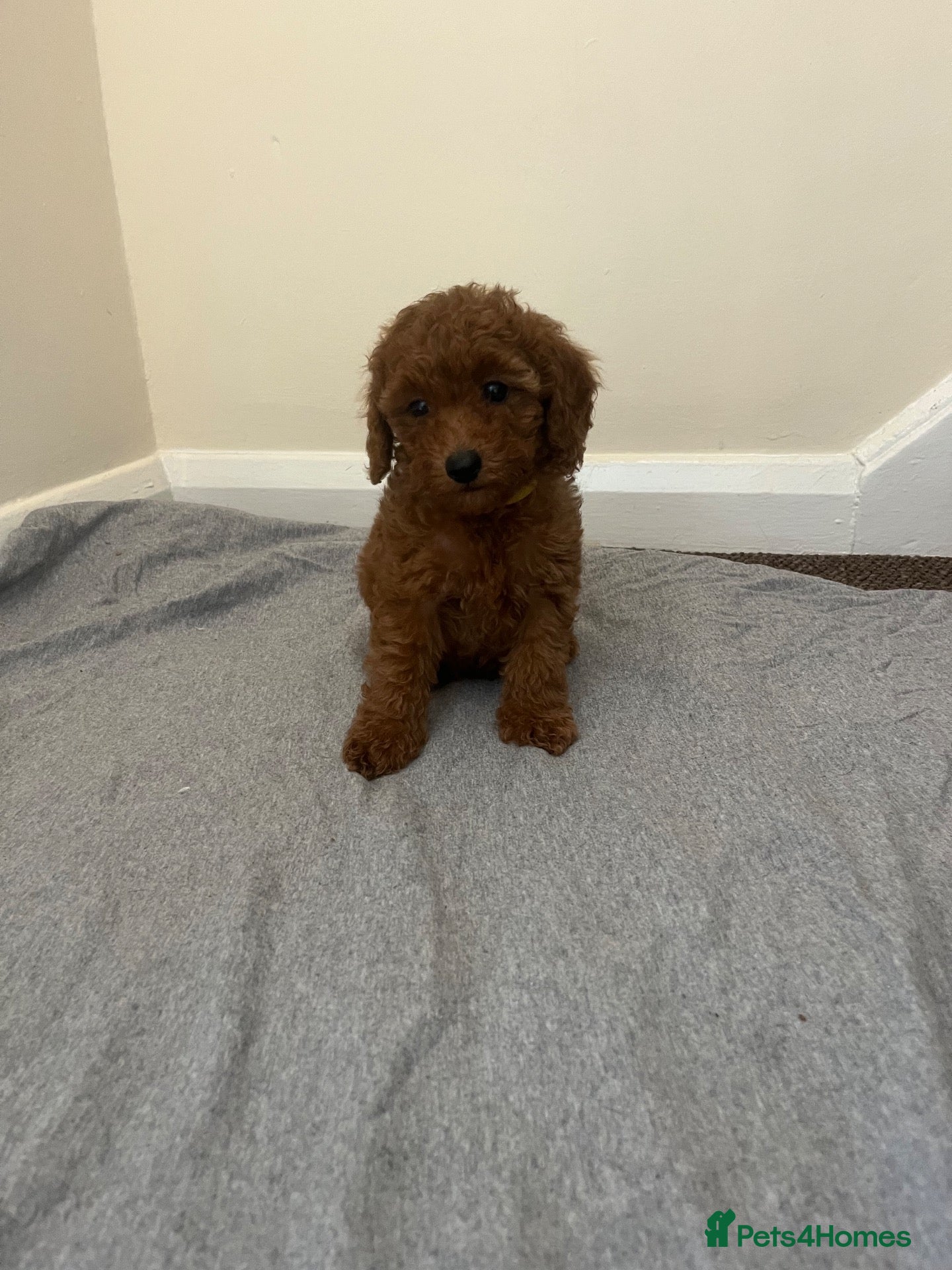 Miniature Poodle dogs Miniature poodle puppies  - Advert 2