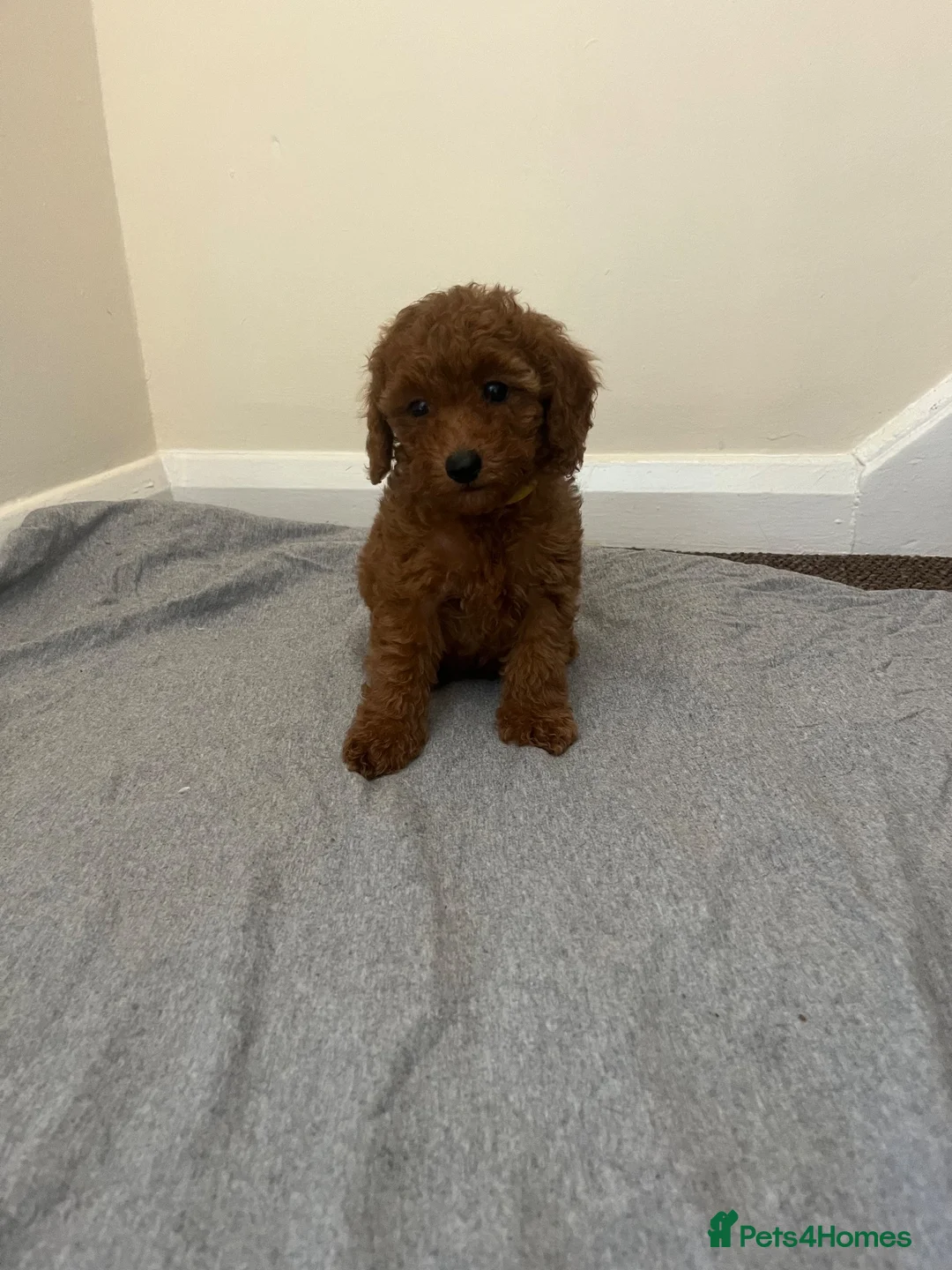 Miniature Poodle dogs for sale: Miniature poodle puppies  - Advert 2