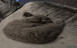 British Shorthair cats for sale: British short hair  - Image 4