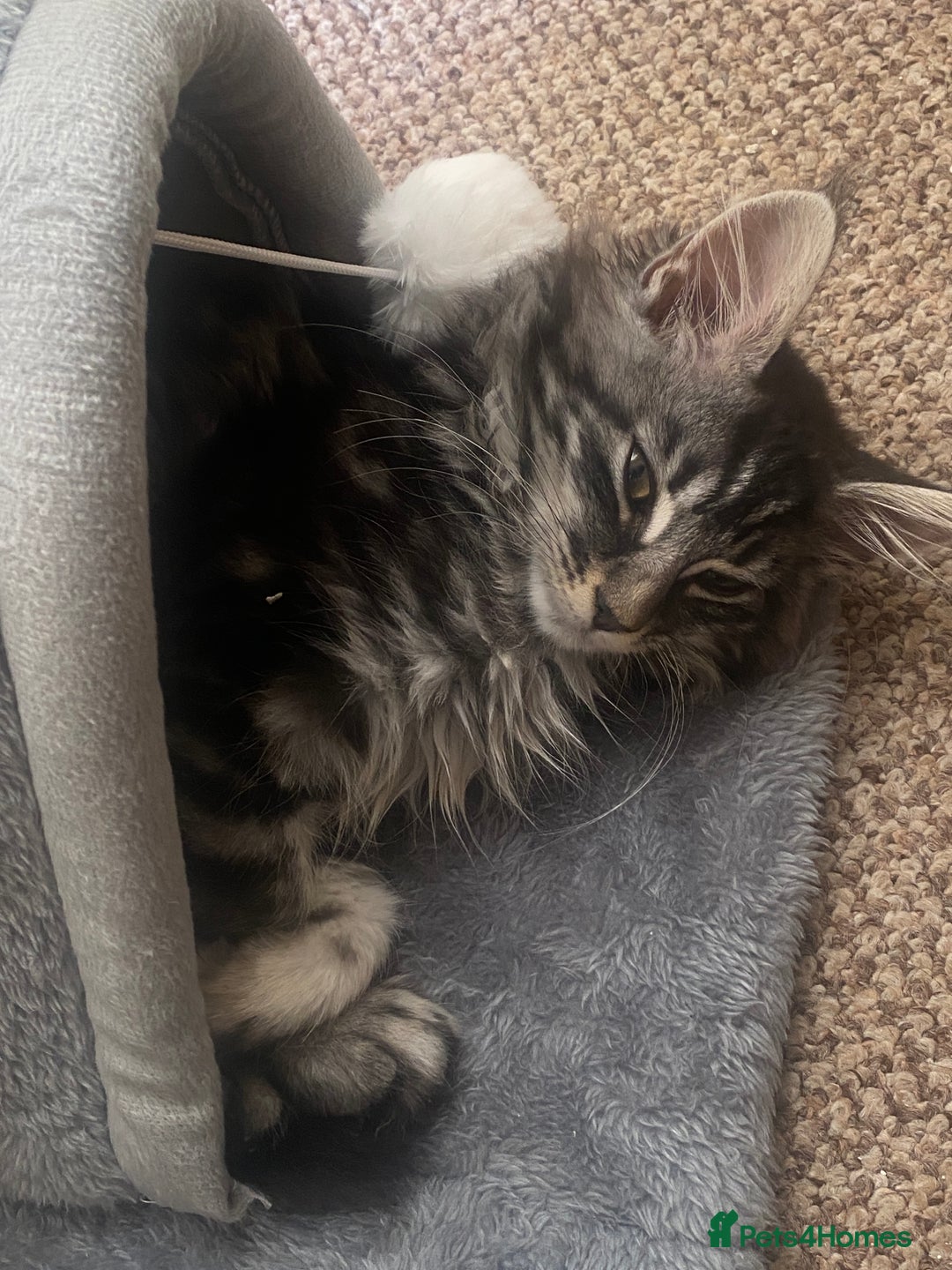 Maine Coon cats for sale: Kitten  - Image 5