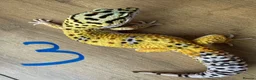 Leopard Gecko reptiles for sale: Leopard geckos - Advert 3