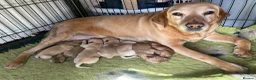 Labrador Retriever dogs for sale: Red / yellow Labrador pups   - Advert 10