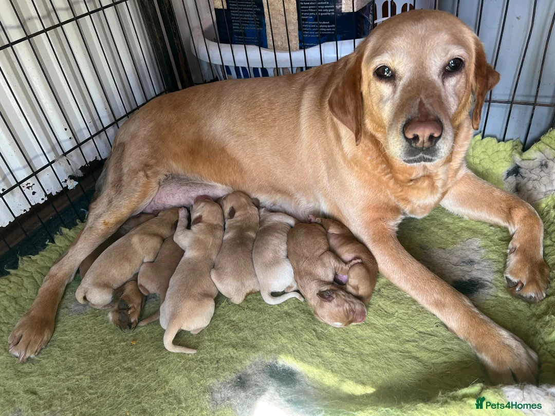 Labrador Retriever dogs for sale: Red / yellow Labrador pups   - Advert 10