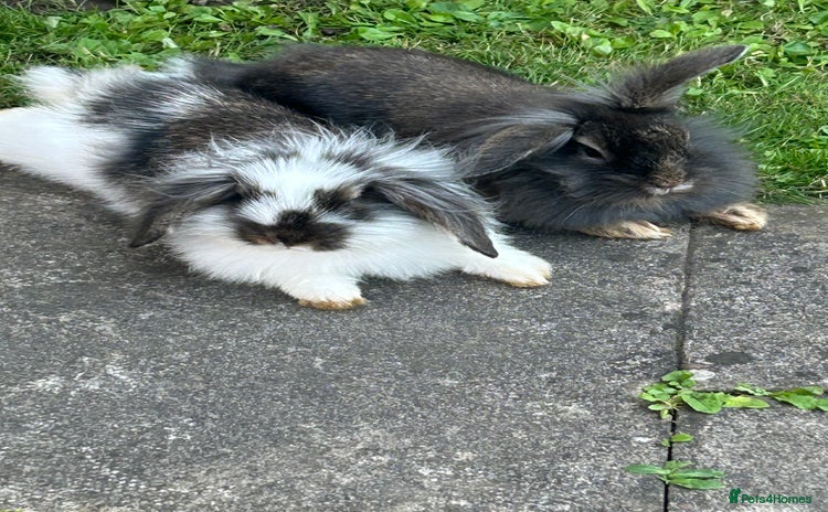Lionhead rabbits - Advert 1