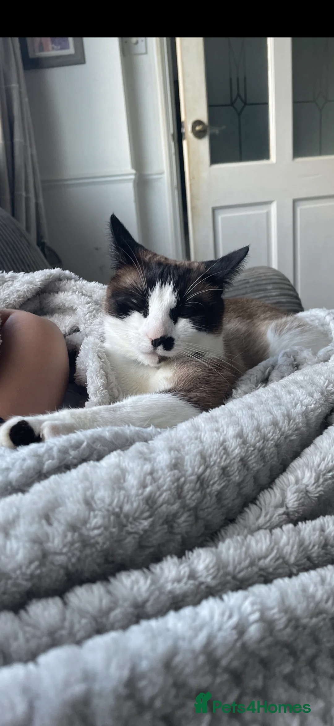 Mixed Breed cats for sale: 4 female kittens. mixed black white and ginger.  - Advert 9