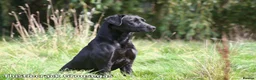 Labrador Retriever dogs for sale: KC Labrador - Traditional working  - Advert 22