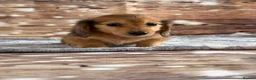 Miniature Dachshund dogs for sale: Beautiful babies ready now !  - Advert 7