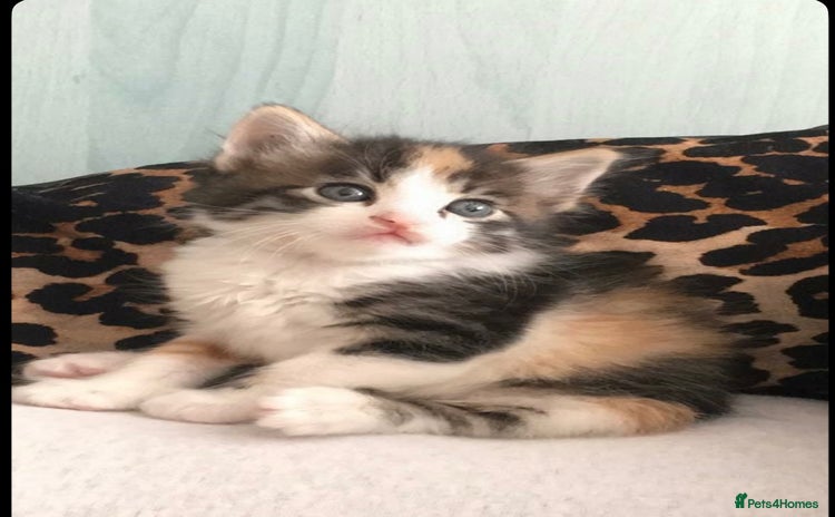 Mixed Breed cats - Advert 12