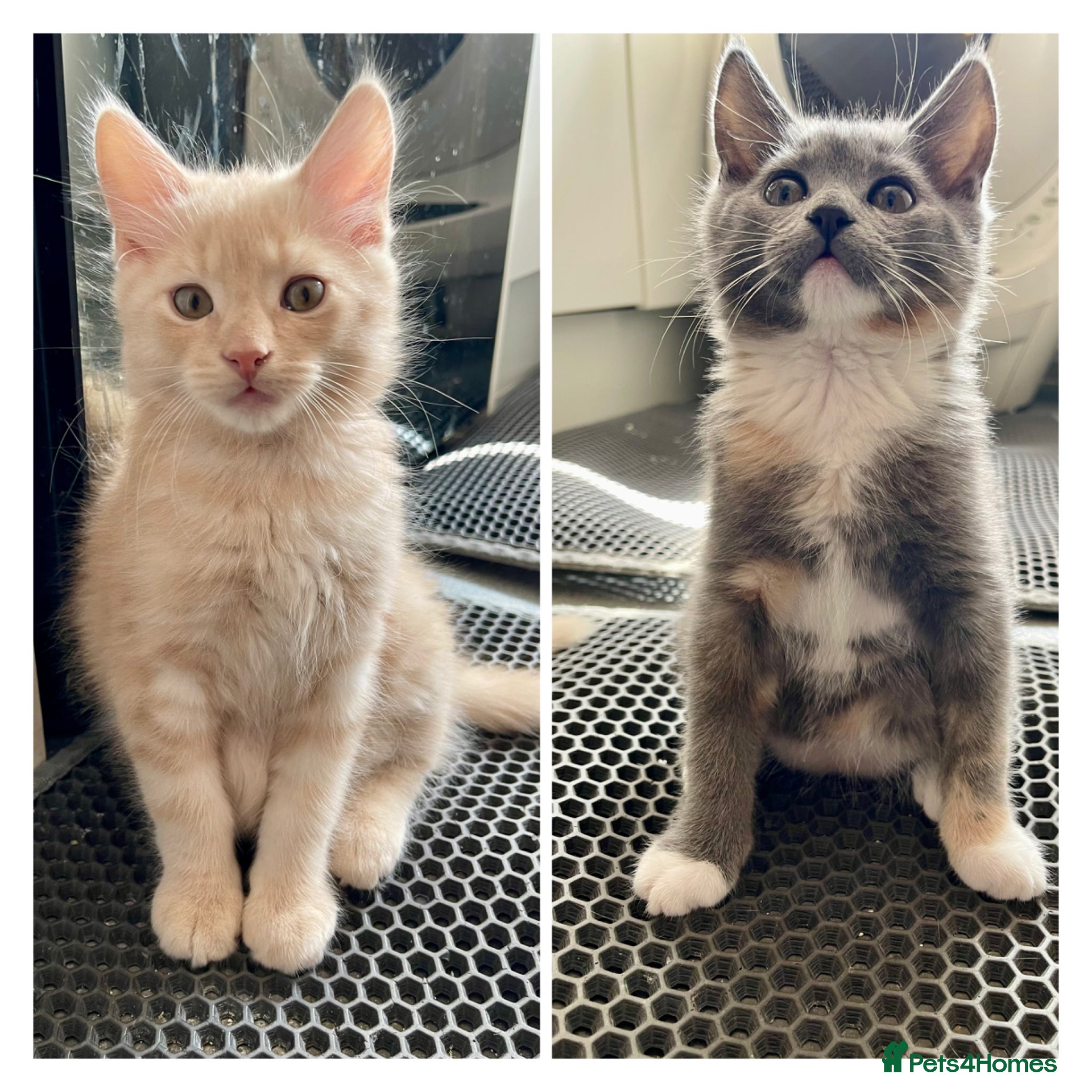 Mixed Breed cats 3/4 Maine Coon Kitten - Advert 4