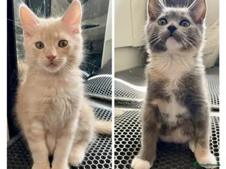 Mixed Breed cats 3/4 Maine Coon Kitten - Advert 4