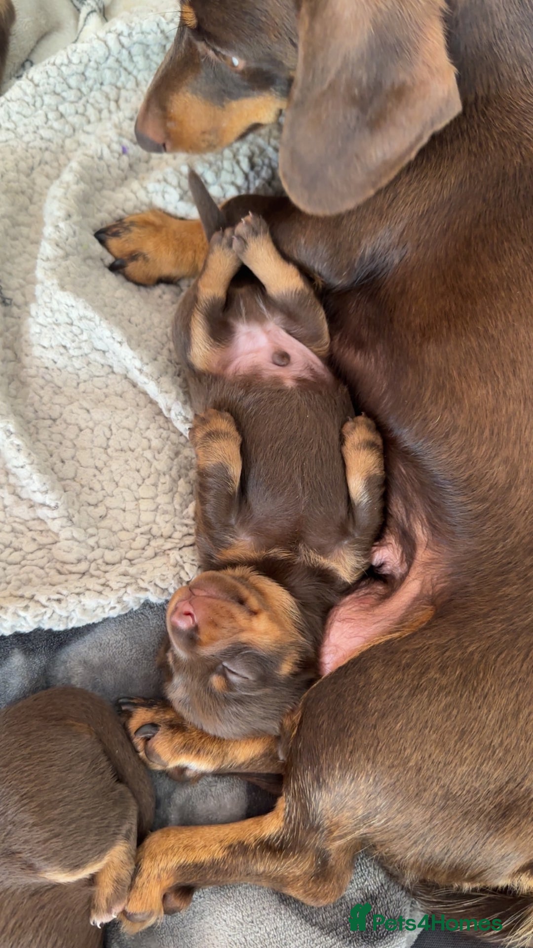 Miniature Dachshund dogs for sale: Stunning miniature dachshunds - Image 10