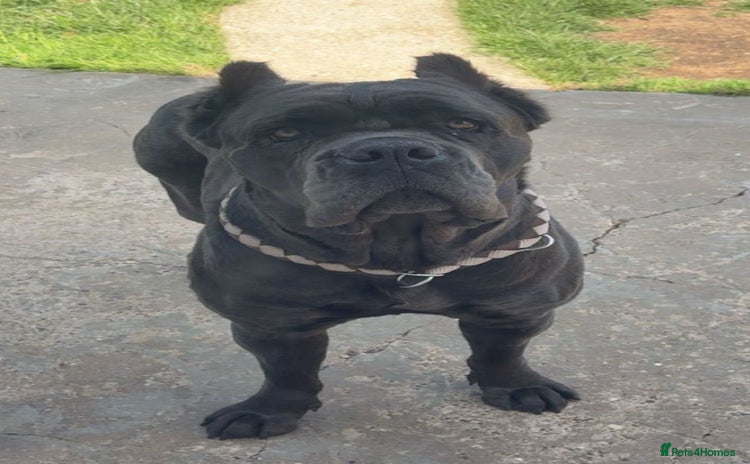 Cane Corso dogs Stunning CaneCorso puppies Available  - Advert 2