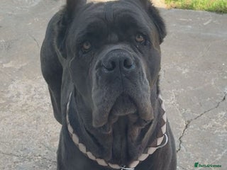 Cane Corso dogs Stunning CaneCorso puppies Available - Advert 3