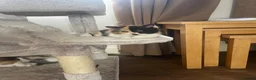 British Shorthair cats for sale: Amazing mix of colours from my pet Poppet - Advert 20