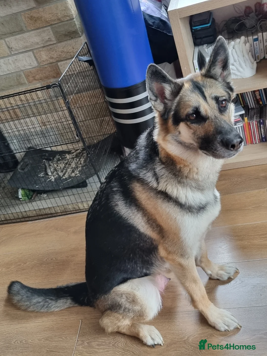 German Shepherd dogs for sale: German Shepherd Puppies  - Advert 2