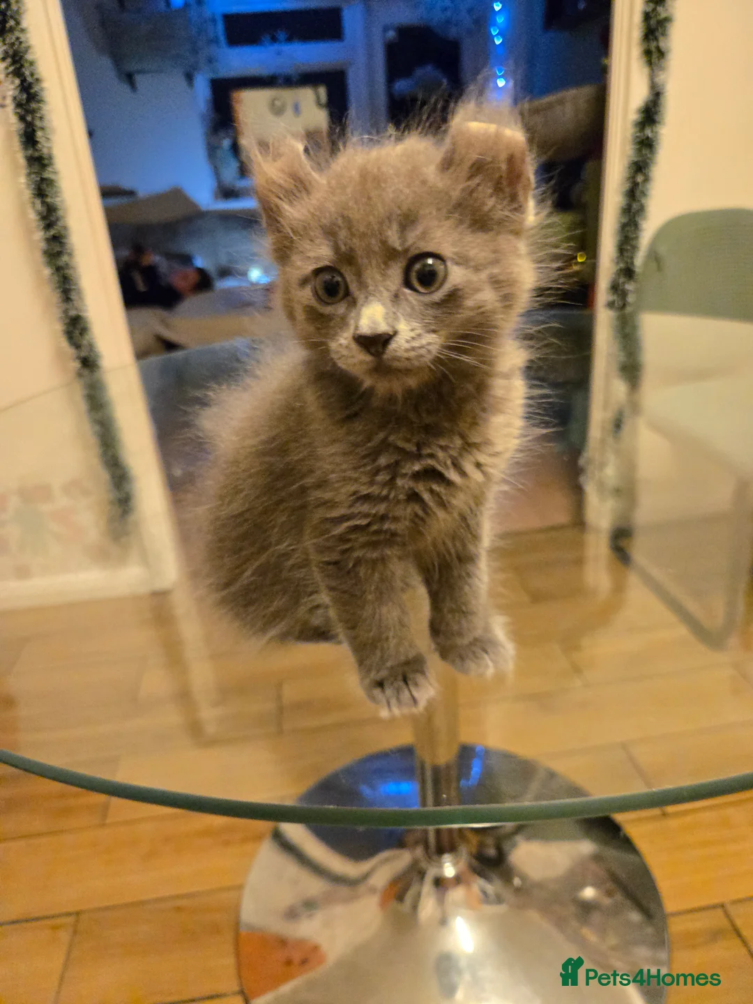 American Curl cats for sale: Rare American Curl‑Type Grey Kitten –  Ready Now  - Advert 6