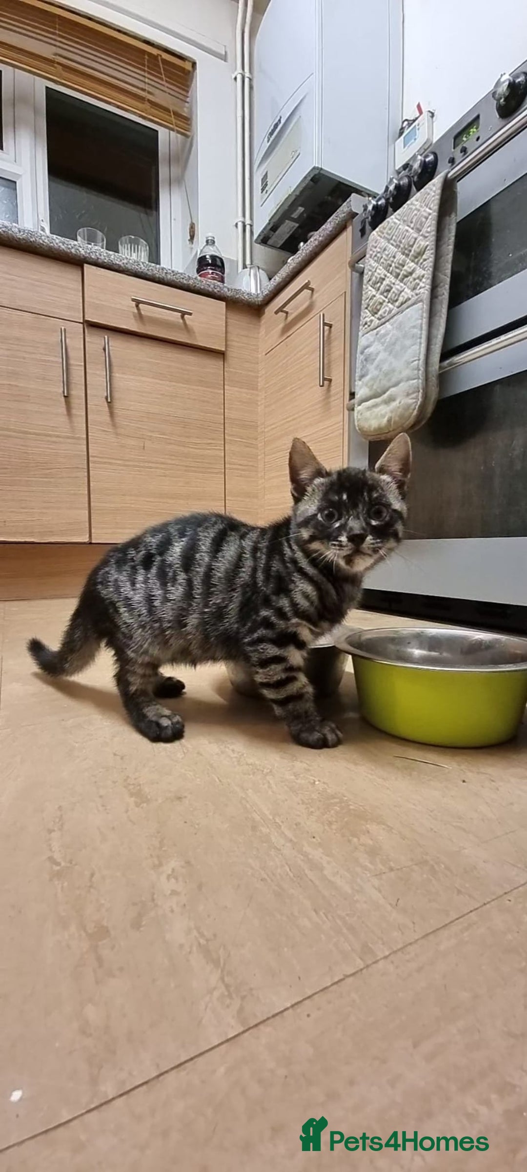 Bengal cats for sale: Purebred Bengal Male Kitten - Advert 5