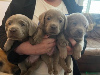 Labrador Retriever dogs - Advert 3