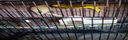 Budgerigars birds for sale: 2 budgies and small cage - Advert 2